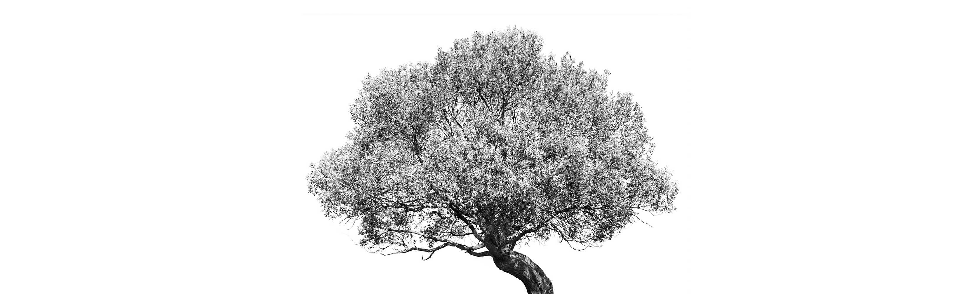 MEP pianta 20 alberi